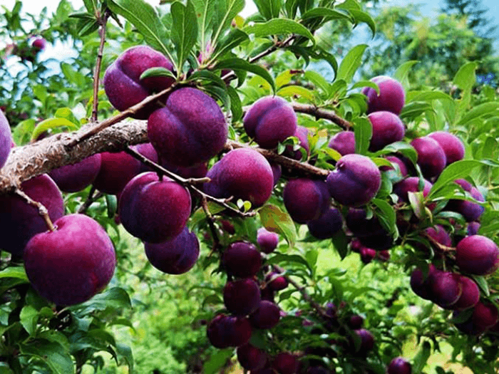 du lịch lào cai 