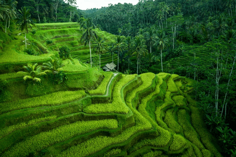 ruộng bậc thang tegalalang bali