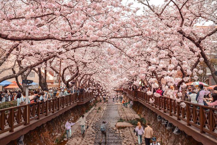 Kinh nghiệm du lịch hàn quốc mùa hoa anh đào