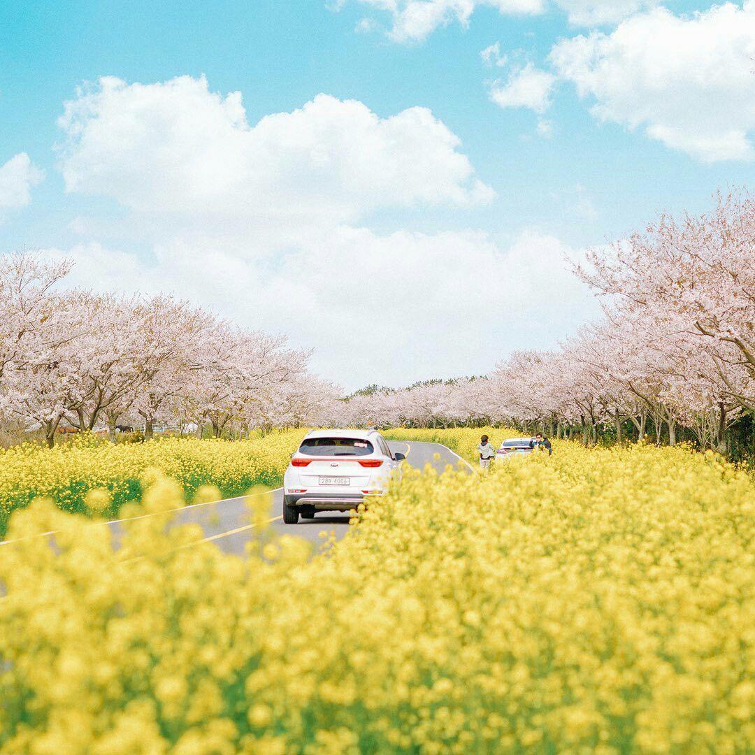 lễ hội hoa anh đào trên đảo jeju