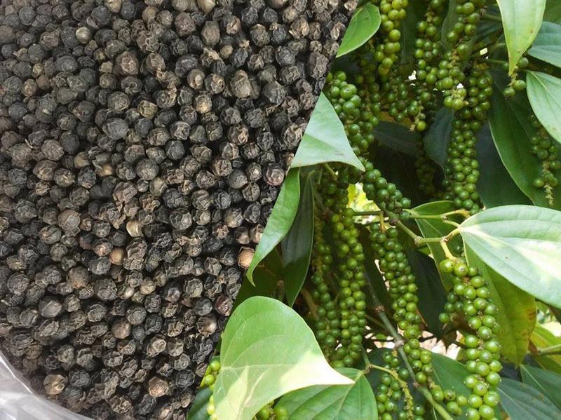 Hạt tiêu Buôn Ma Thuột