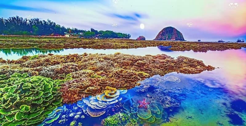 San hô lộ thiên tại Hòn Yến Phú Yên