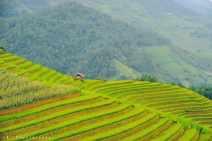 Tour du lịch Mù Cang Chải mùa lúa chín