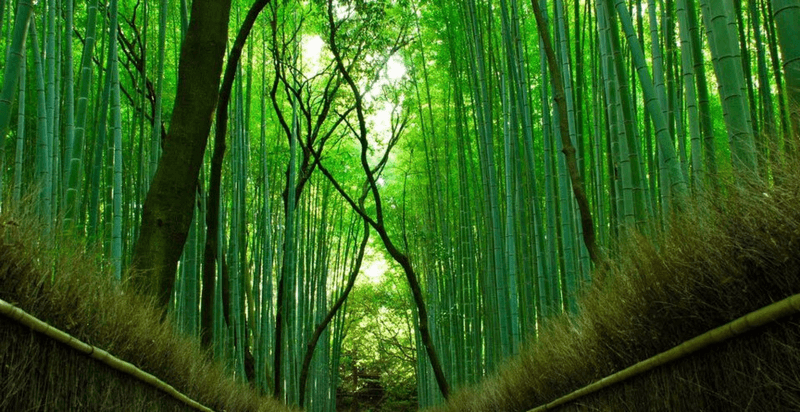 rừng tre sangnogo kyoto