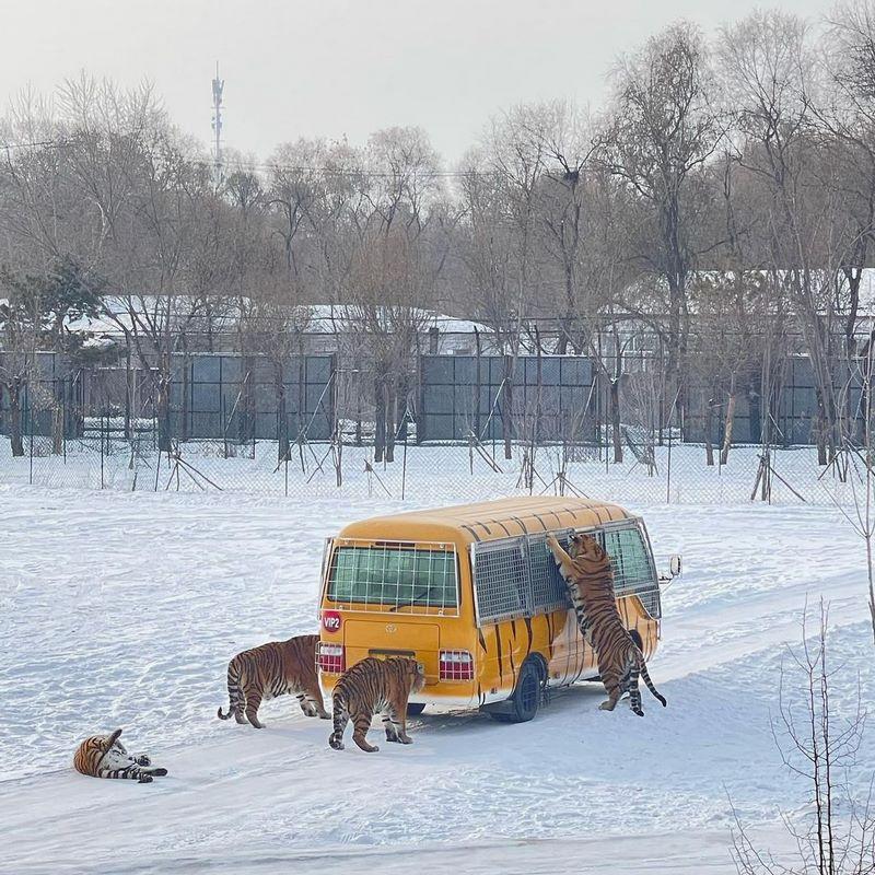 công viên hổ siberia cáp nhĩ tân