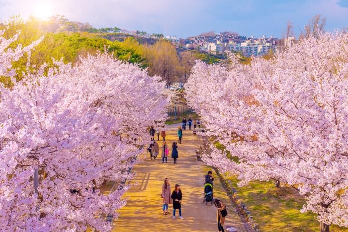 Tour Hàn Quốc mùa hoa Anh Đào: Seoul - Nami - Seoul Forest - Korean Folk Village 5 ngày 4 đêm từ Hà Nội